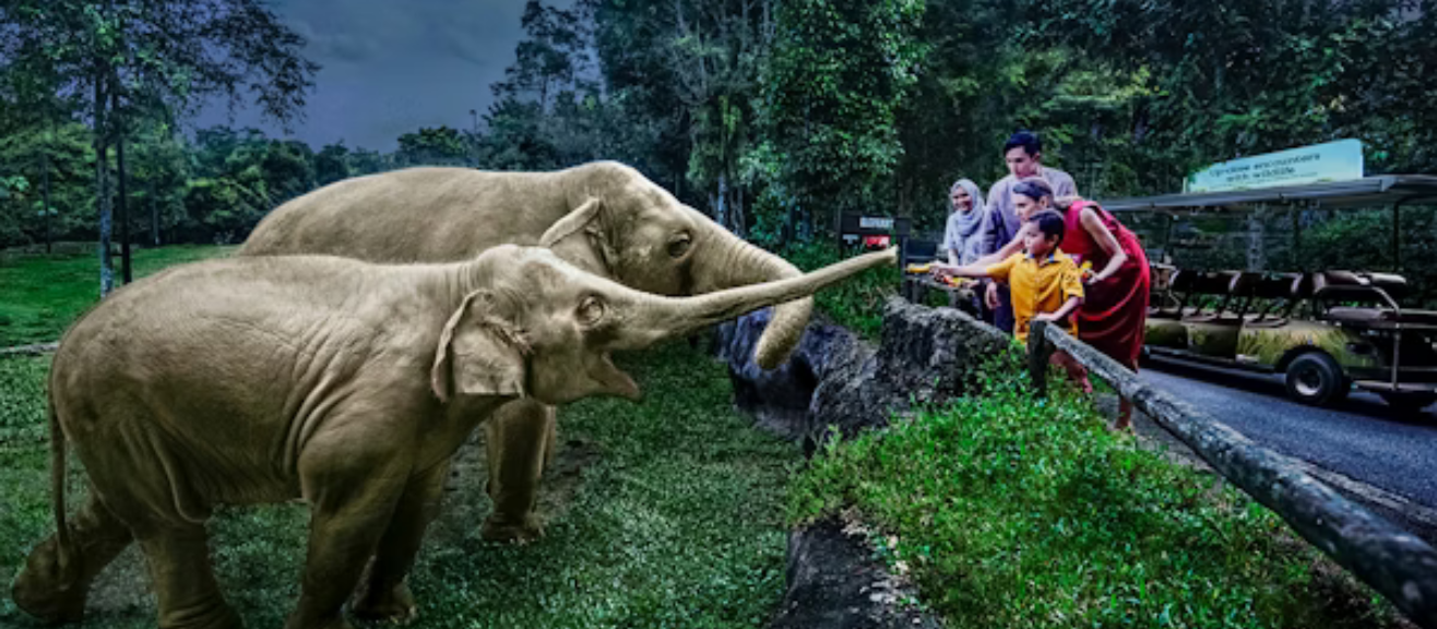 Night Safari Singapore Visitor Guide: Tips, Tickets, Rides & When to Go | laimi.com