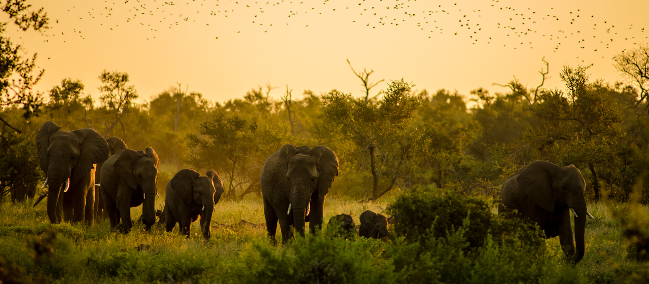 Elephant Nature Park Visitor Guide: Things to Do, Hours & Travel Tips | laimi.com