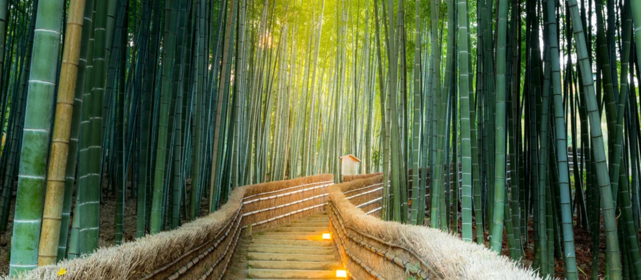 Arashiyama Bamboo Grove Guide: Photo Spots & Best Visiting Hours | laimi.com