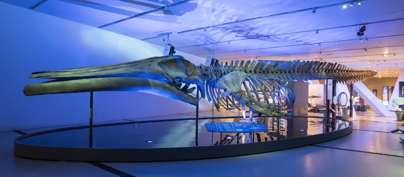 Royal Ontario Museum Tickets and Visitor Guide: Highlights and Best Times to Visit | laimi.com