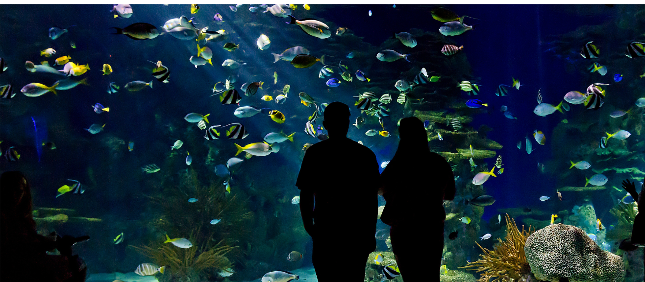 Ripley’s Aquarium Toronto Guide: Must-See Exhibits, Tickets, Best Times | laimi.com