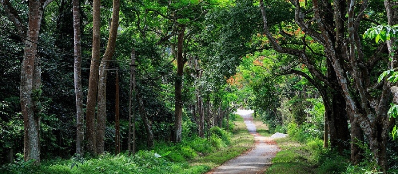 Cuc Phuong National Park Visitor Guide: Hiking Trails, Wildlife & Travel Tips | laimi.com